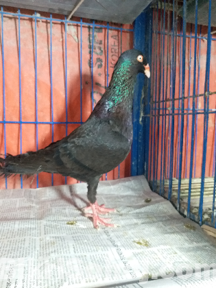 কবুতর